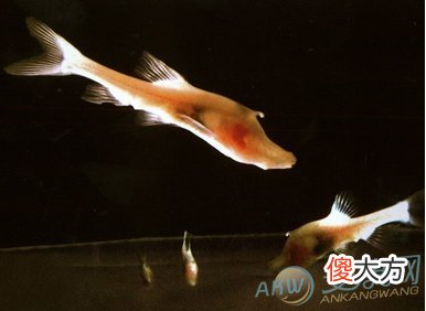孕妇梦见鱼在水中游代表着什么？(图文)