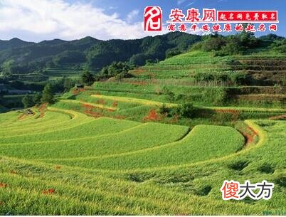 梦见田地(图文)