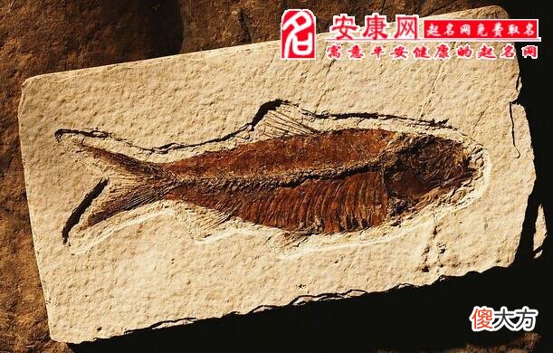 梦见化石(图文)
