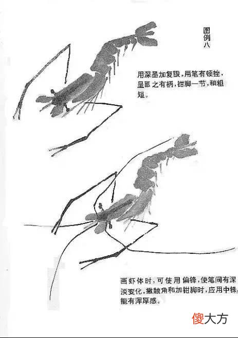 【就爱时尚】虾的画法教程，全部是精华