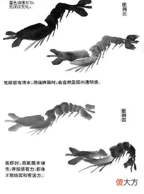 【就爱时尚】虾的画法教程，全部是精华