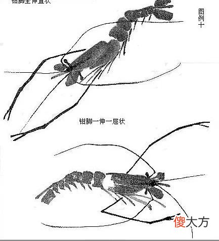【就爱时尚】虾的画法教程，全部是精华