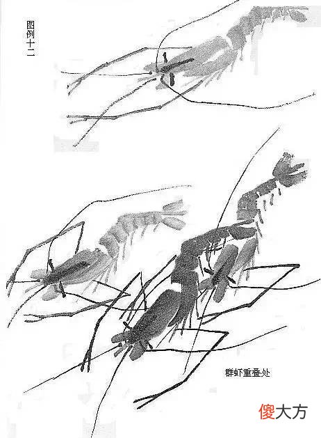 【就爱时尚】虾的画法教程，全部是精华