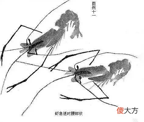 【就爱时尚】虾的画法教程，全部是精华