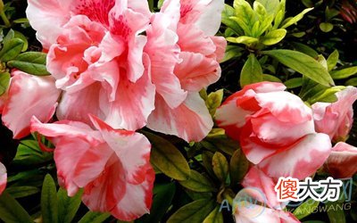 梦见杜鹃(图文)