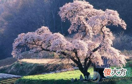 解读梦见樱花盛开所拥有的象征意义(图文)