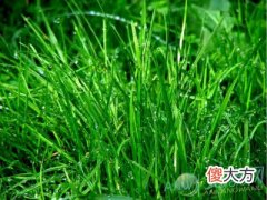 梦见拔草好不好(图文)
