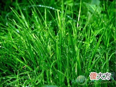 梦见拔草好不好(图文)