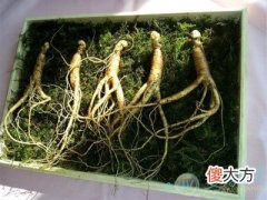 孕妇梦见人参(图文)