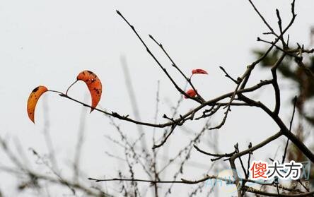 梦见枯树残枝(图文)