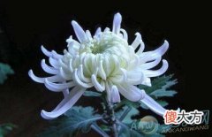 梦见白菊花(图文)