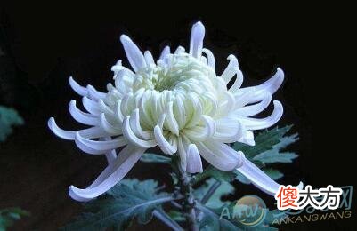 梦见白菊花(图文)