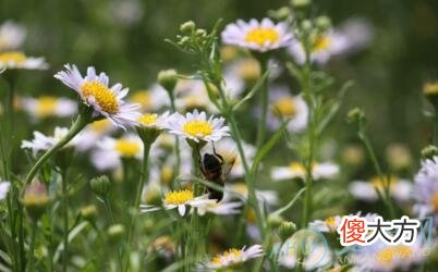 梦见野花(图文)