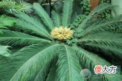 梦见铁树开花(图文)