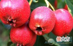 梦见山楂(图文)