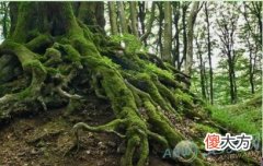 做梦梦见树根好不好？从梦境的变化来看(图文)