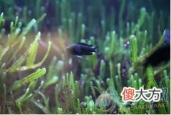 如何分析梦见水藻？根据梦境变化来看(图文)