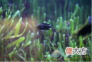 如何分析梦见水藻?根据梦境变化来看(图文)