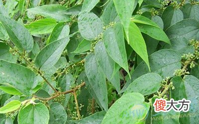 梦见黄麻(图文)