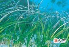 梦见海草(图文)