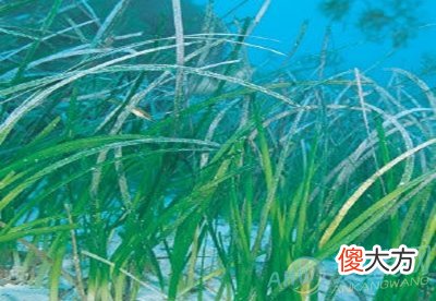 梦见海草(图文)