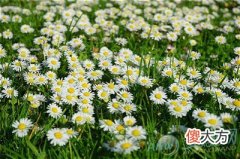 孕妇梦见菊花(图文)
