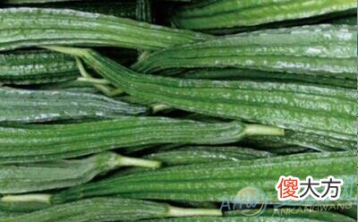 梦见丝瓜(图文)