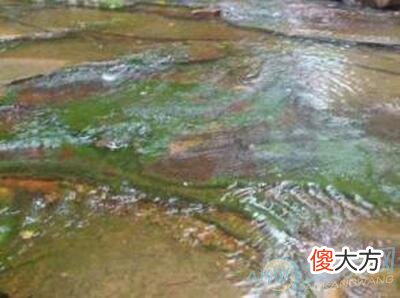 梦见水往高处流(图文)