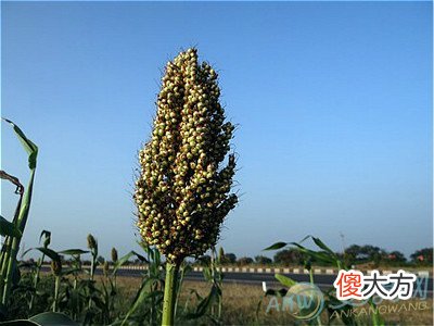 梦见高粱(图文)