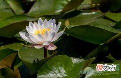 梦见睡莲(图文)