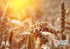 梦见种麦子(图文)