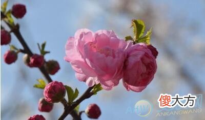 孕妇梦见梅花(图文)