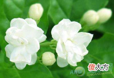 梦见茉莉(图文)