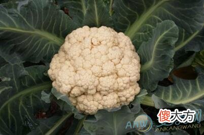 梦见菜花(图文)