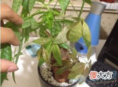 如何分析梦见枯萎的树苗？注意梦境变化(图文)