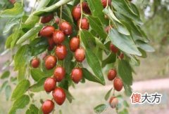 孕妇梦见大枣(图文)