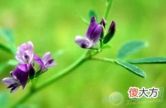 梦见苜蓿(图文)