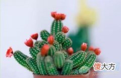 梦境分析 了解梦见仙人球的含义(图文)