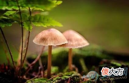梦见蘑菇(图文)