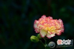 梦见康乃馨(图文)
