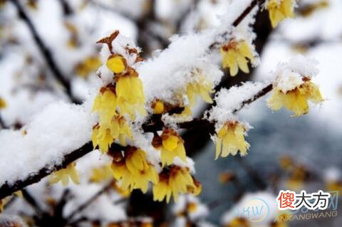 梦境分析 梦见雪中开花的征兆是吉是凶(图文)