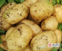 做梦梦见土豆好不好(图文)