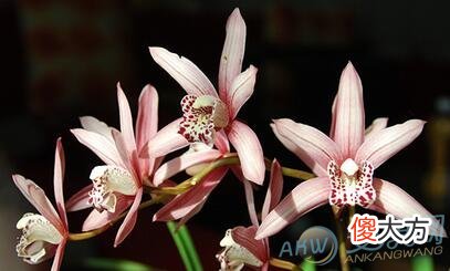 梦见兰花(图文)