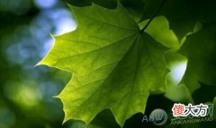 梦见绿叶(图文)