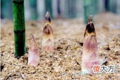 梦见竹笋(图文)