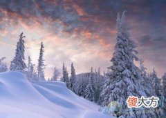 梦见雪松(图文)
