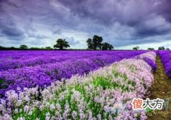 梦见花海(图文)