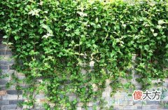 梦见藤条(图文)