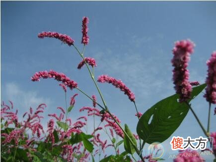 梦见狗尾巴花有着哪些含义?了解植物特点(图文)