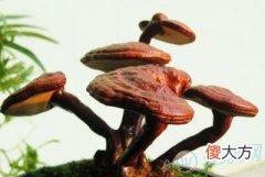 梦见灵芝(图文)